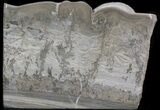 Triassic Aged Stromatolite Fossil - England #41093-1